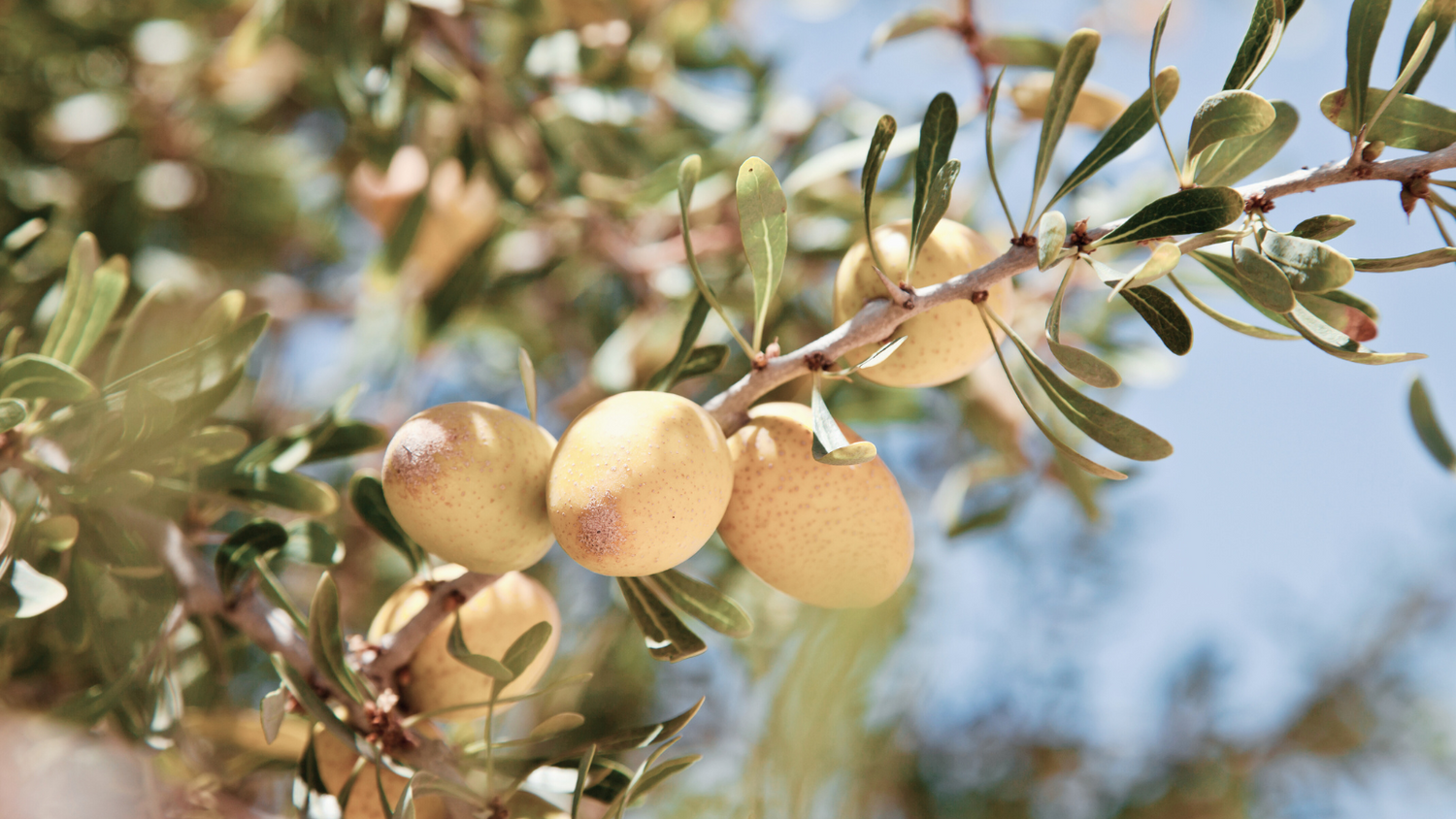 Argan Oil: A Powerhouse Ingredient In Your Healthy Skincare Routine