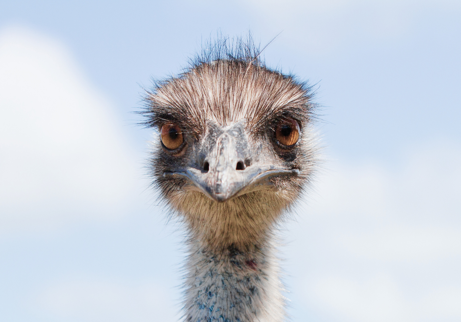 Emu Bird Photo