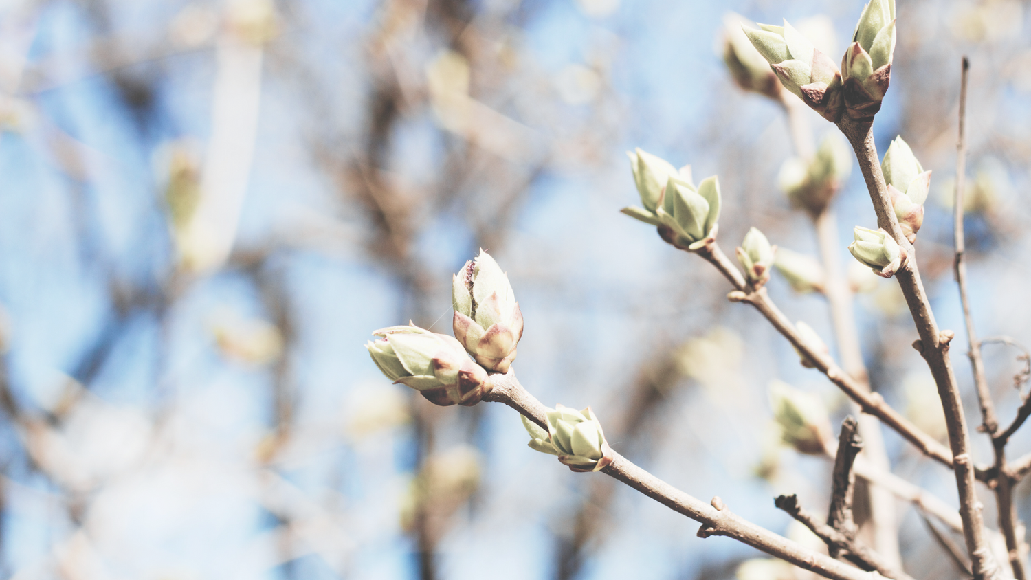 Springtime buds on tree branches