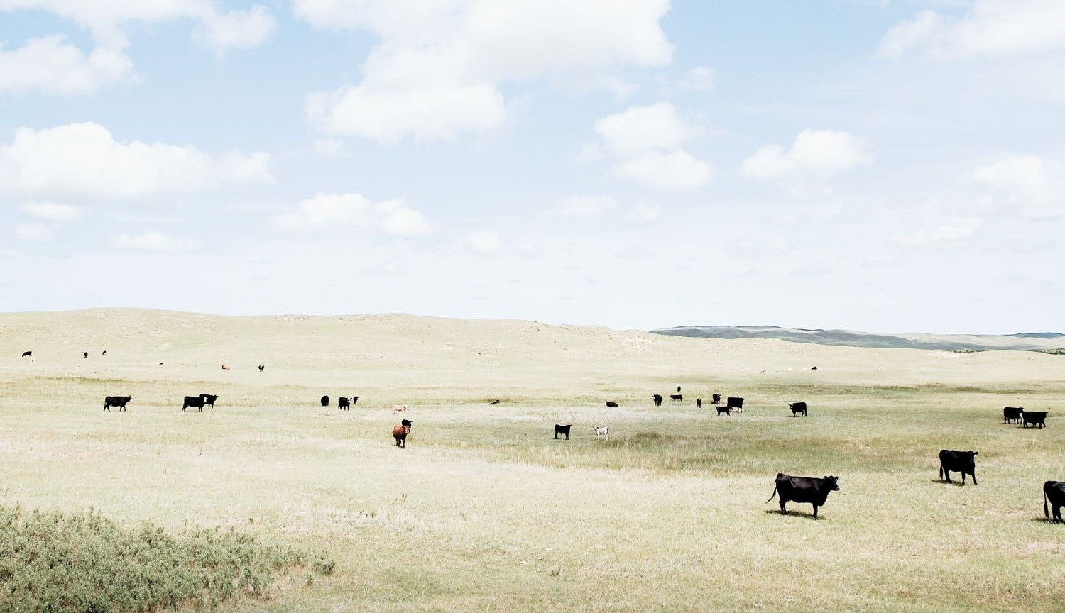 Cows grazing in pasture under a clear blue sky