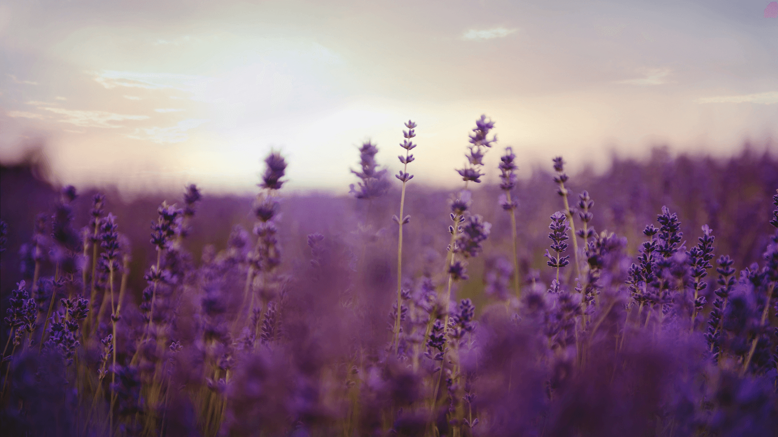 Ultimate Guide to Lavender Essential Oil